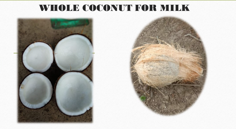 Fresh Whole Coconuts