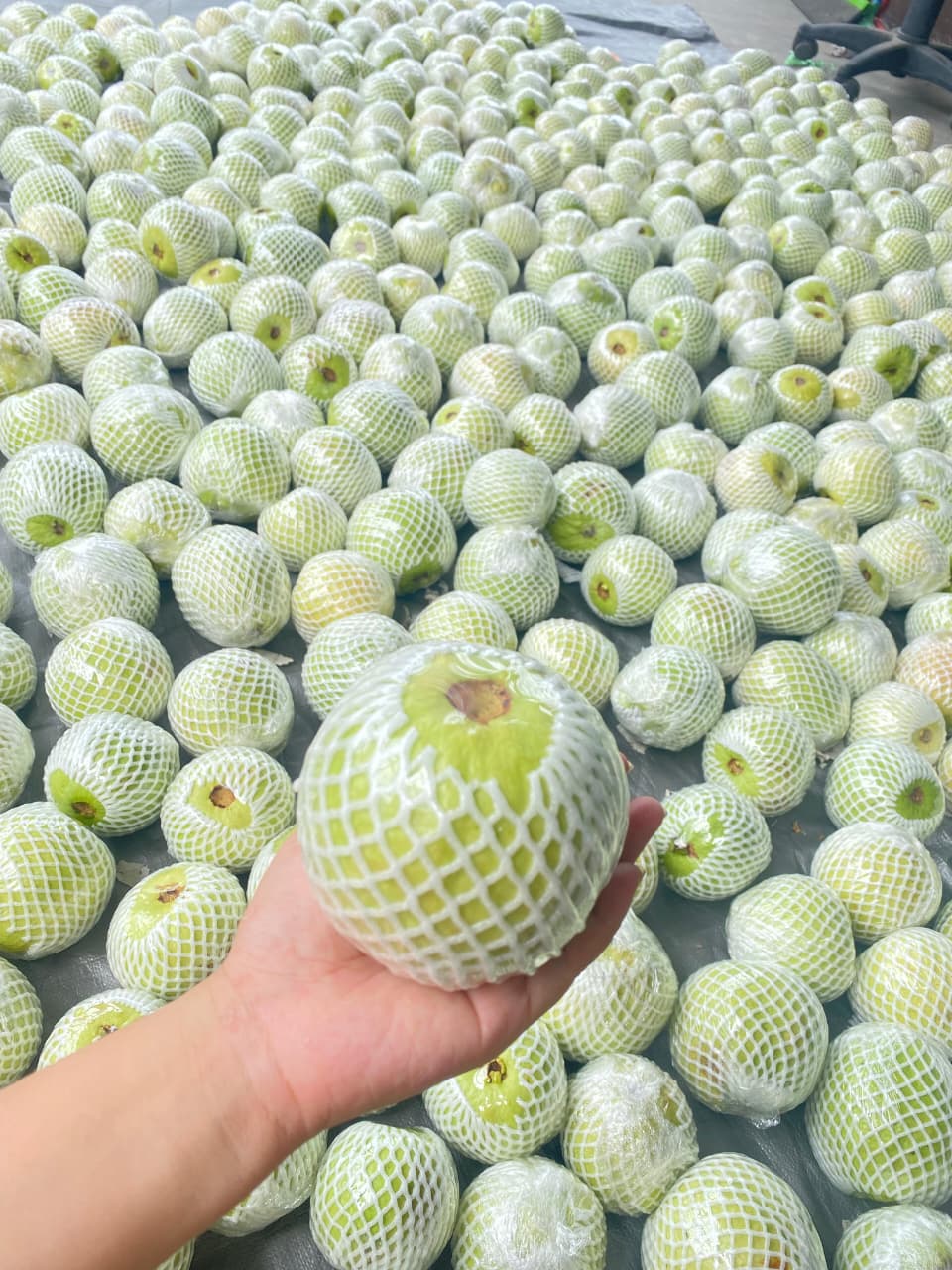 Fresh Guava