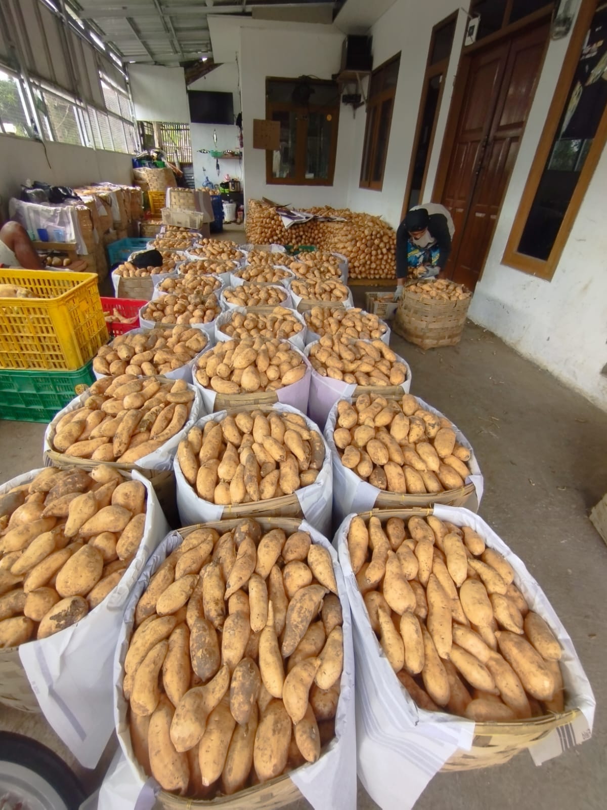 Yellow & Purple Sweet Potato
